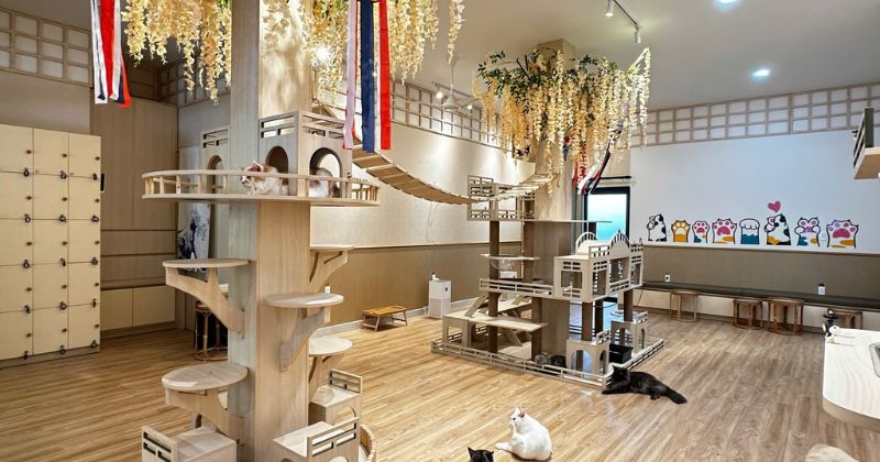 CAFE MÈO SHIKI