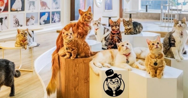 Catfe Coffee