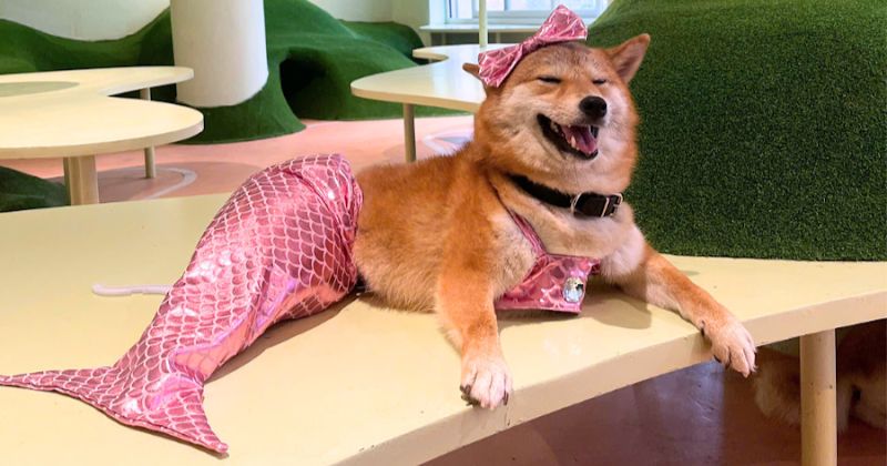 MAME Shiba Cafe