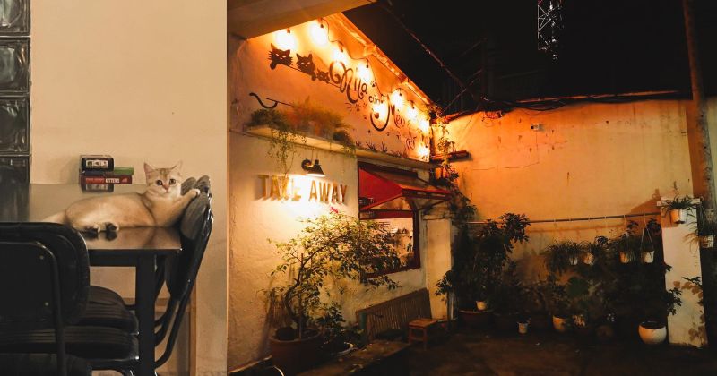 Nhà Của Mèo