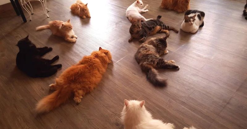 Tokyo Pet Center