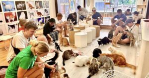 Top 10 Quán Cafe Thú Cưng Nổi Bật Nhất Sài Gòn