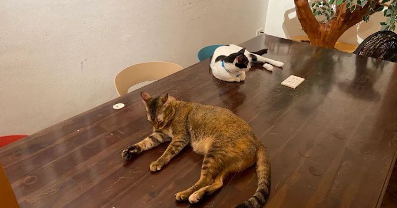 WagWel Feline - Rescue Cat Cafe